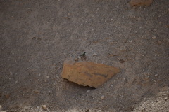 Merops cyanophrys cyanophrys
