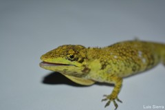 Anolis heterodermus