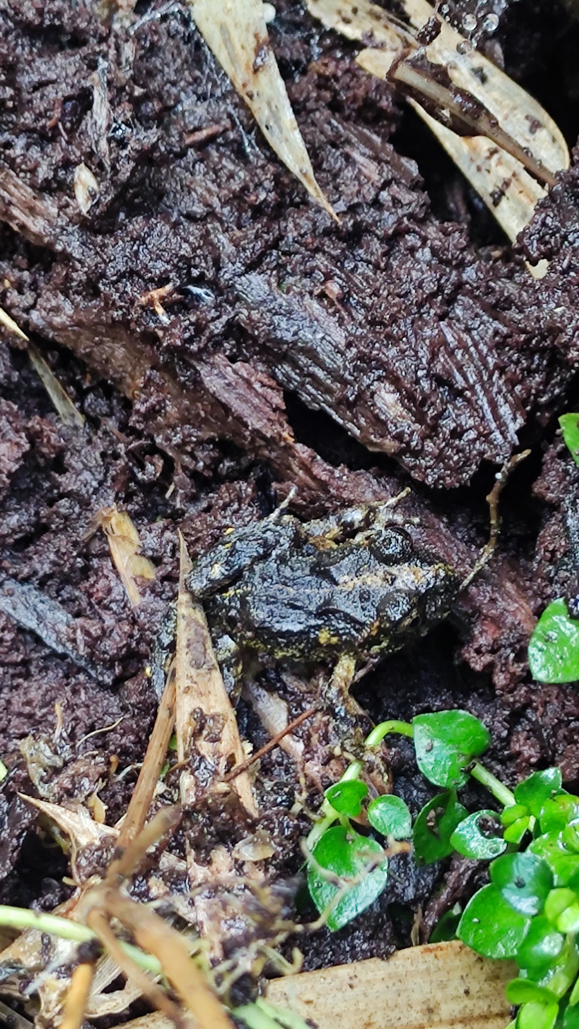 Eupsophus emiliopugini Formas, 1989