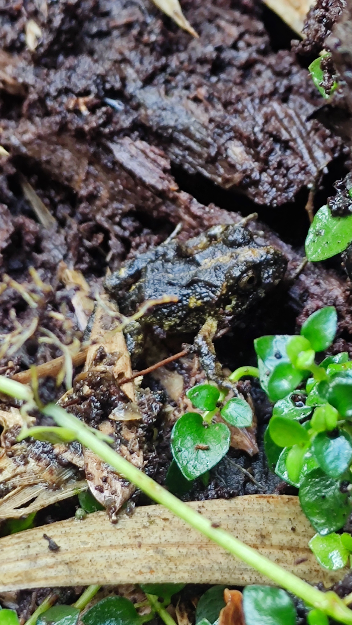 Eupsophus emiliopugini Formas, 1989
