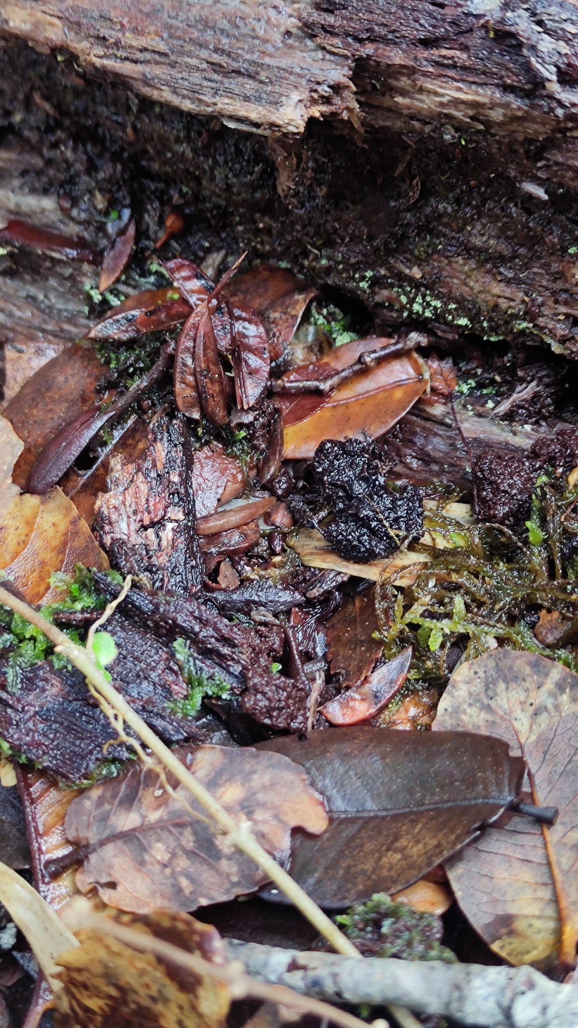 Eupsophus emiliopugini Formas, 1989