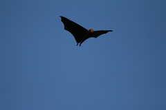 Pteropus niger