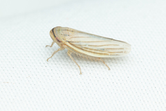 Athysanus argentarius