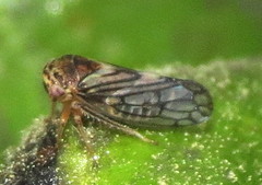 Oncopsis crispae