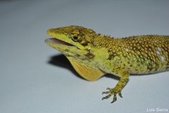 Anolis heterodermus