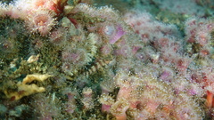 Oxylebius pictus