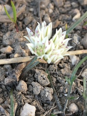Allium brandegeei