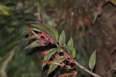 Columnea schiedeana