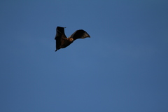 Pteropus niger