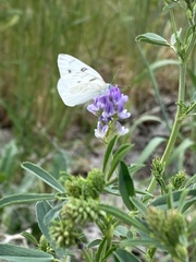 Pontia