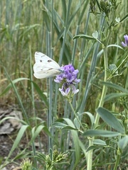 Pontia