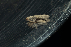 Proteoteras crescentana