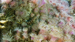 Oxylebius pictus