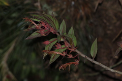 Columnea schiedeana