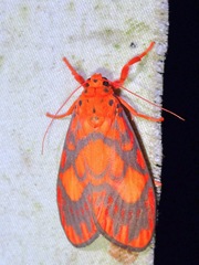 Ammatho roseororatus