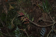Columnea schiedeana