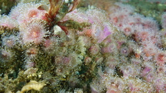 Oxylebius pictus