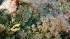Oxylebius pictus