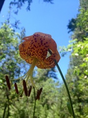 Lilium humboldtii humboldtii