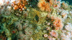 Oxylebius pictus