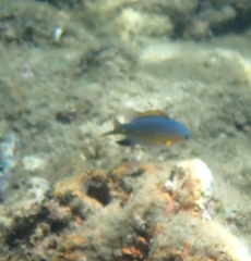 Pycnochromis vanderbilti