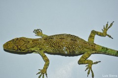 Anolis heterodermus