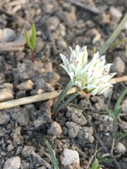 Allium brandegeei
