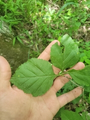 Crataegus calpodendron