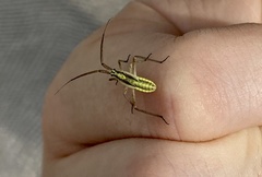 Leptopterna