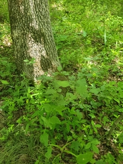 Crataegus calpodendron