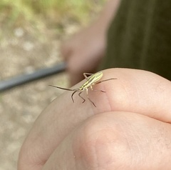 Leptopterna