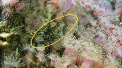 Oxylebius pictus