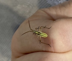 Leptopterna