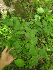 Crataegus calpodendron