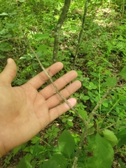 Crataegus calpodendron