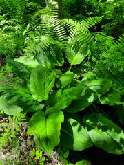 Symplocarpus foetidus