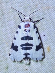 Clethrorasa pilcheri