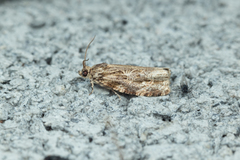 Phaecasiophora confixana