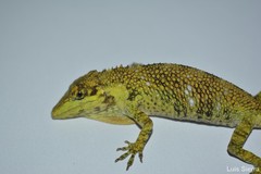 Anolis heterodermus