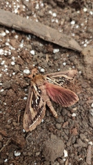 Callipielus arenosus