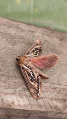 Callipielus arenosus