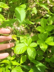Rubus steelei