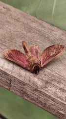 Callipielus arenosus