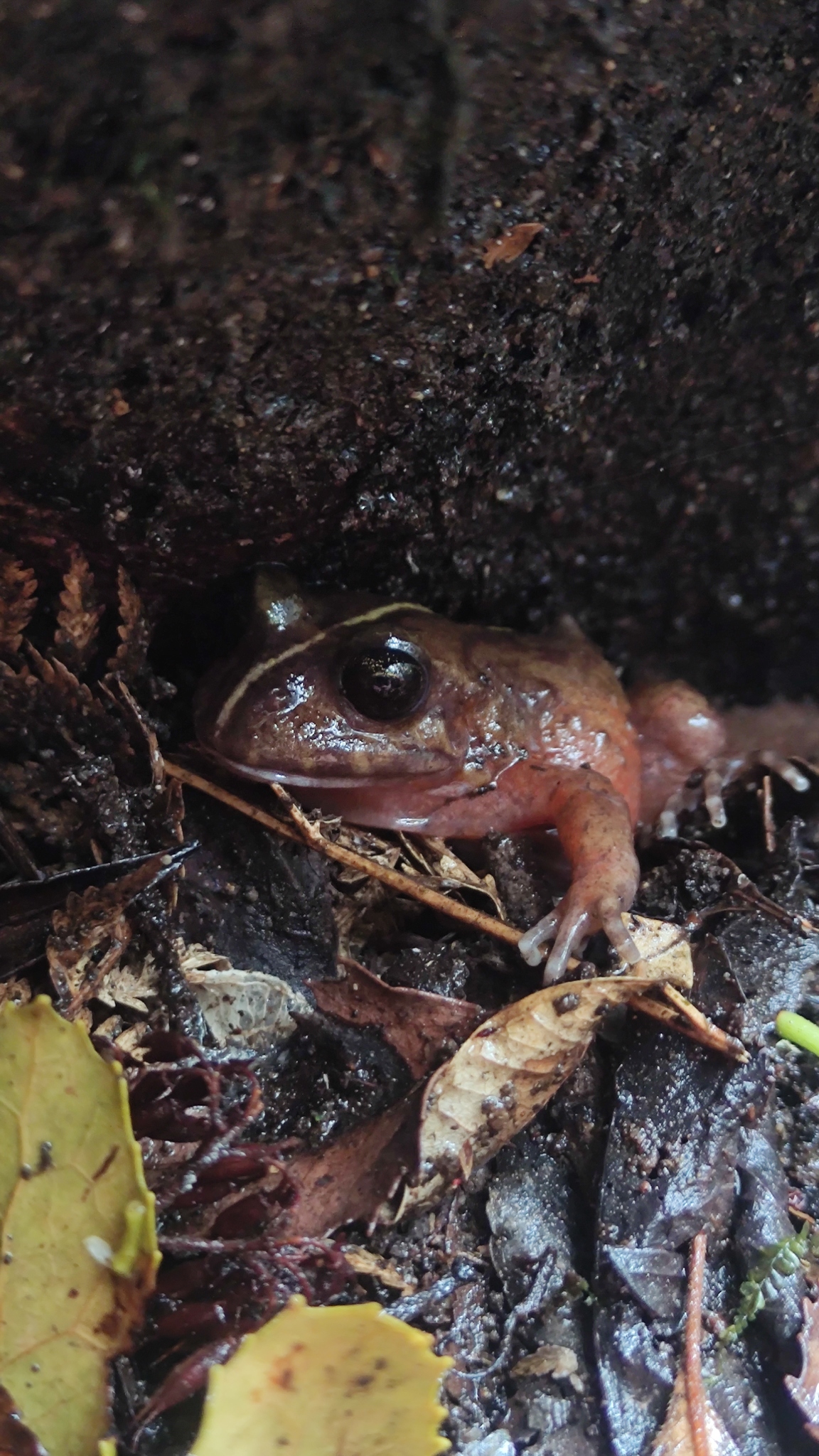 Eupsophus emiliopugini Formas, 1989