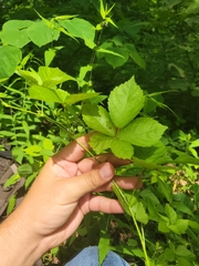 Rubus steelei