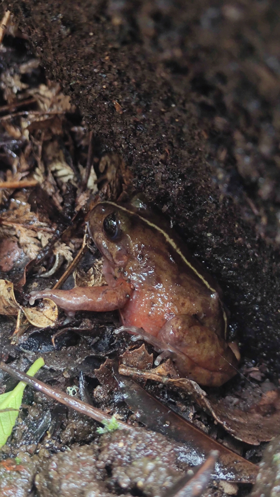Eupsophus emiliopugini Formas, 1989