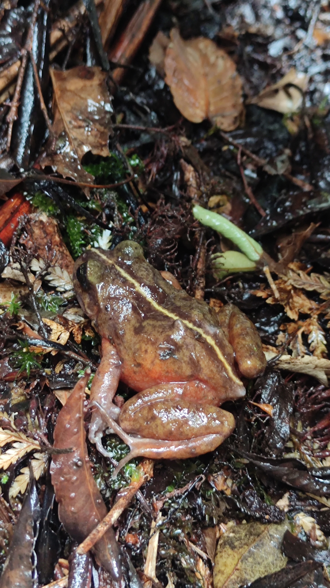Eupsophus emiliopugini Formas, 1989