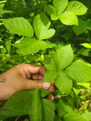Rubus steelei