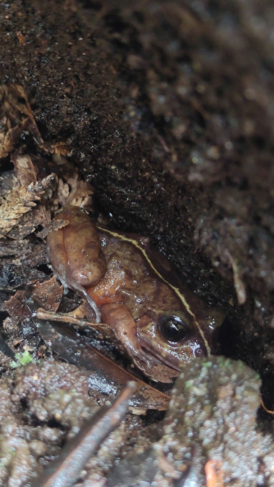 Eupsophus emiliopugini Formas, 1989