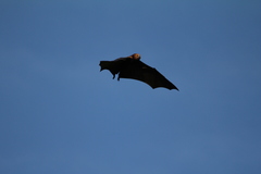 Pteropus niger